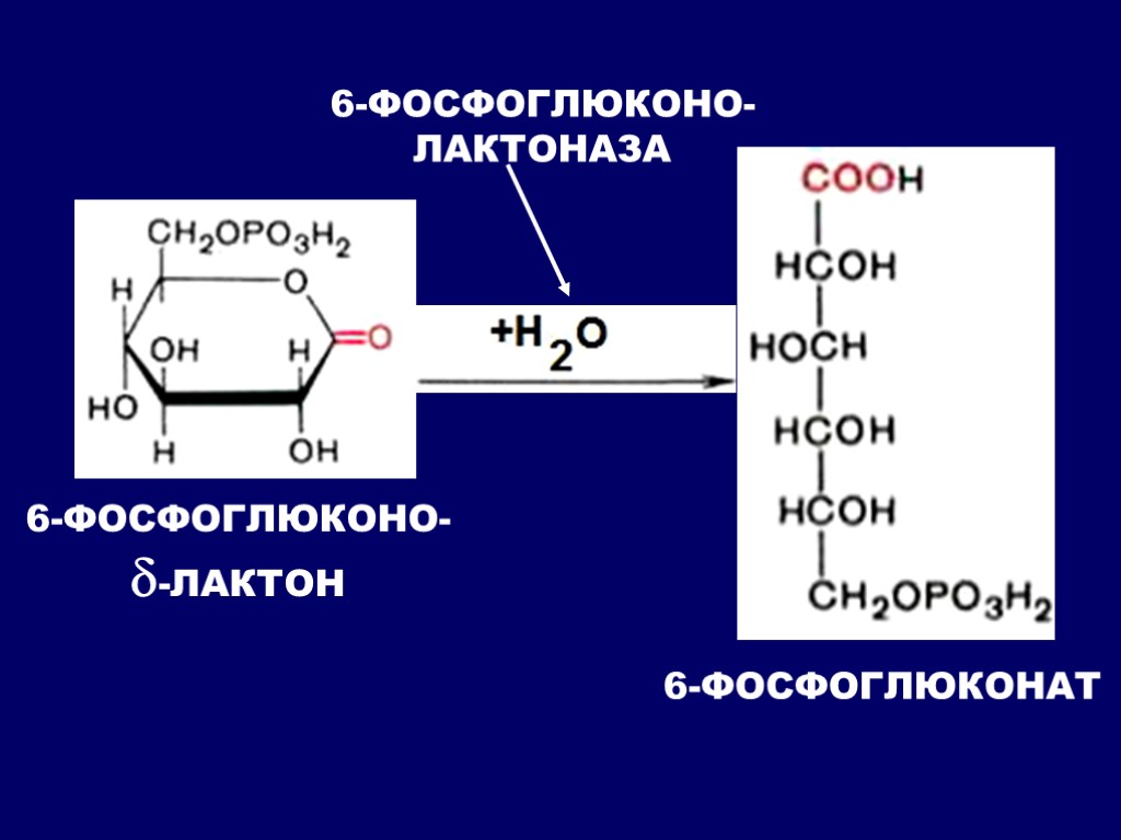 6-ФОСФОГЛЮКОНО- -ЛАКТОН 6-ФОСФОГЛЮКОНО- ЛАКТОНАЗА 6-ФОСФОГЛЮКОНАТ